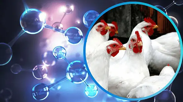 نقش امگا 3 در کاهش استرس پرورش متراکم در جوجه‌ های گوشتی