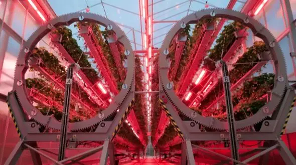 انقلابی در کشت توت‌ فرنگی: کشاورزی عمودی و چرخان