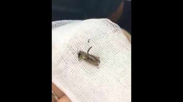 خارج کردن پروانه از گوش مرد ویتنامی+فیلم