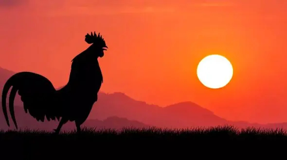 راز بانگ خروس‌ها در سپیده‌دم؛ چرا صبح‌ها آواز می‌خوانند؟