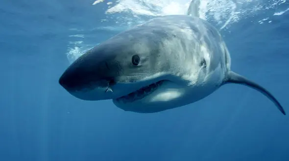  کوسه آدمخوار پای زن شناگر را خورد