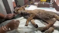 رهاسازی یک قلاده روباه در منطقه حفاظت شده تنگ صیاد