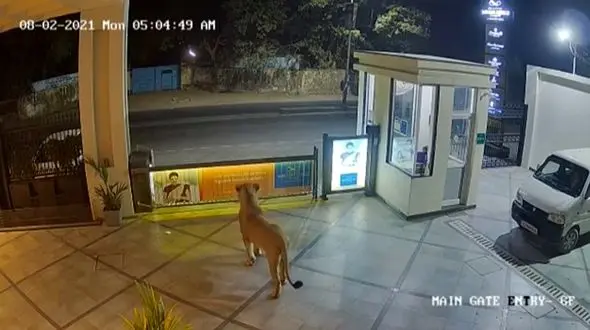 حمله شیر وحشی به یک هتل + فیلم دیدنی