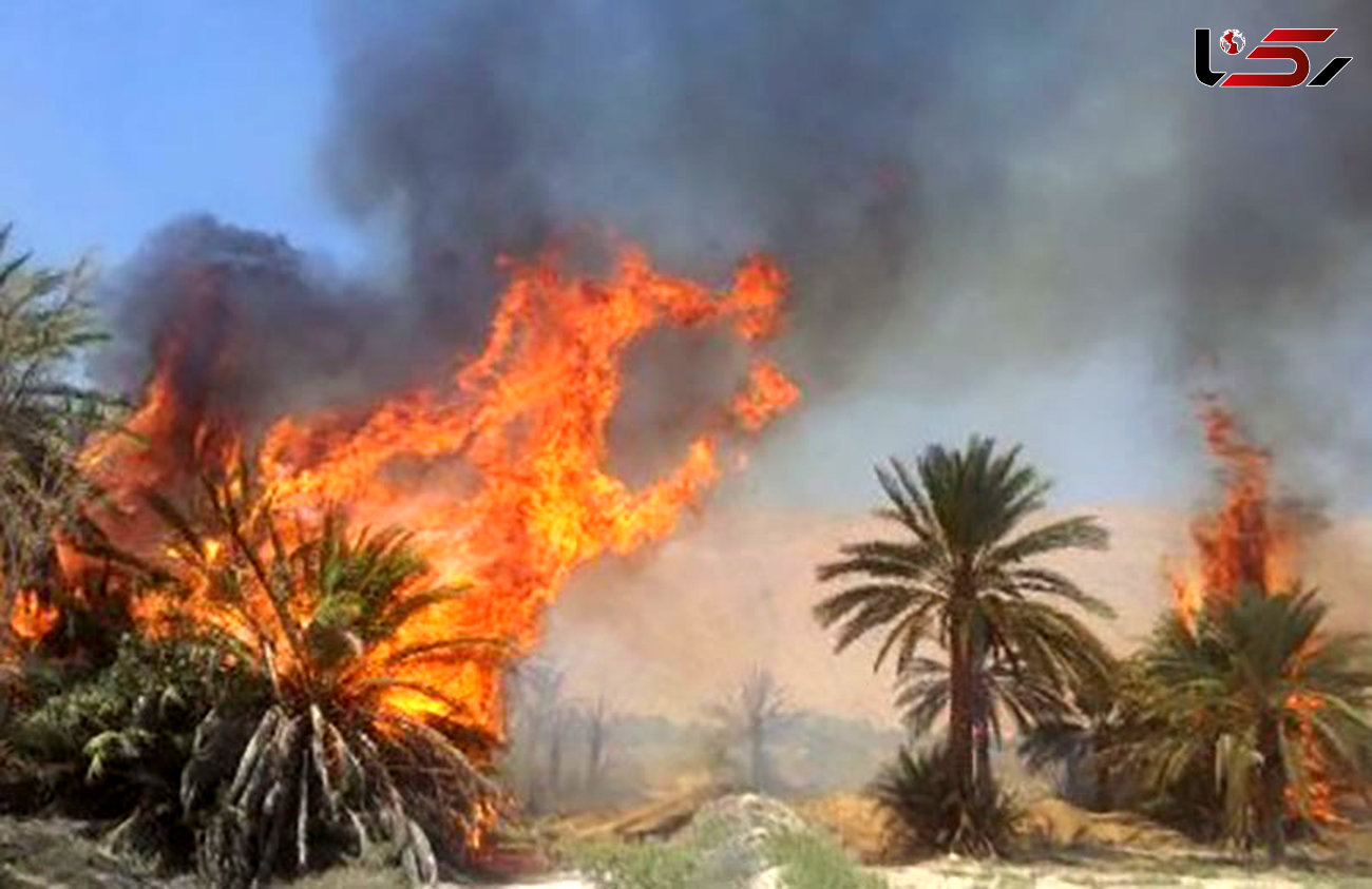 آتش در نخلستان سراوان