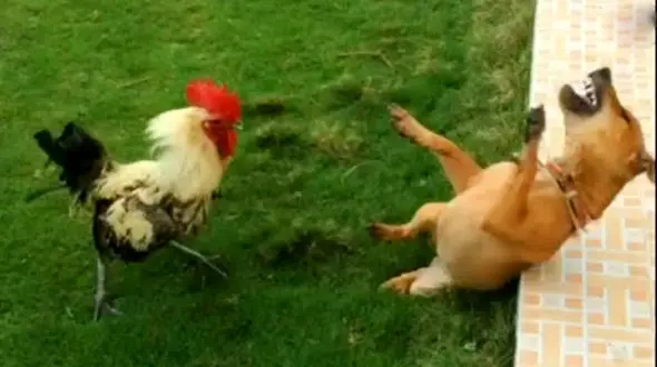 فیلم/ خنده دارترین لحظه هایی که حیوانات مقابل چشم انسان ها رقم زدند