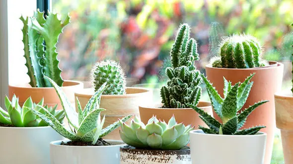 10 علت که عامل مرگ کاکتوس هاست!
