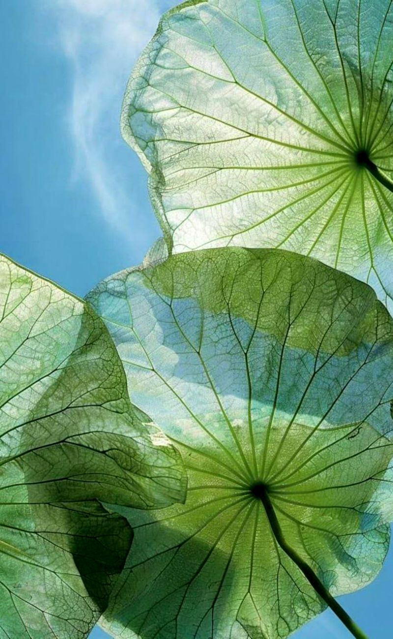 زیبایی سبز رنگ