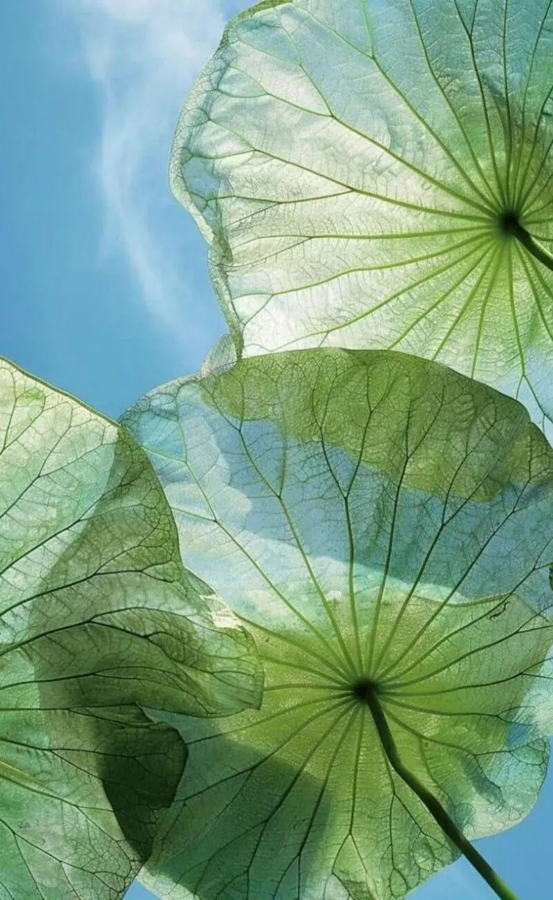 زیبایی سبز رنگ