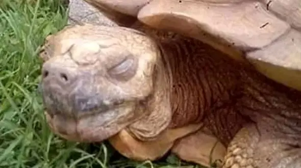 مرگ لاک پشت آلبینو 344 ساله+عکس