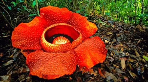 بزرگترین گل جهان در خطر انقراض