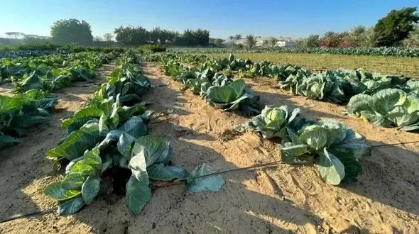 بیابان‌ های امارات چگونه به سرزمین‌ های سبز تبدیل شدند؟