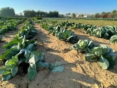 بیابان‌ های امارات چگونه به سرزمین‌ های سبز تبدیل شدند؟