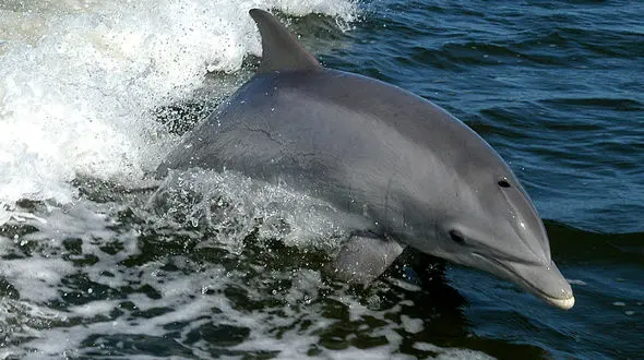 از هنرنمایی شگفت انگیز کوسه تا مارمولک دم برگی