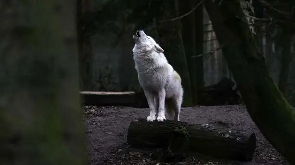 فیلم نجات گرگ خاکستری در استهبان ! / دیدنی