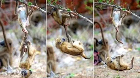 عکس های دیدنی از میمون های آکروبات باز!