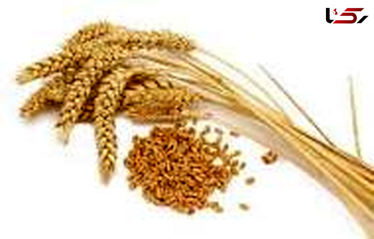 خریداری ۱۹۰۰ تن گندم بذری گواهی شده در استان