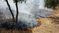  آتش سوزی در جنگل‌های پارک ملی دنا