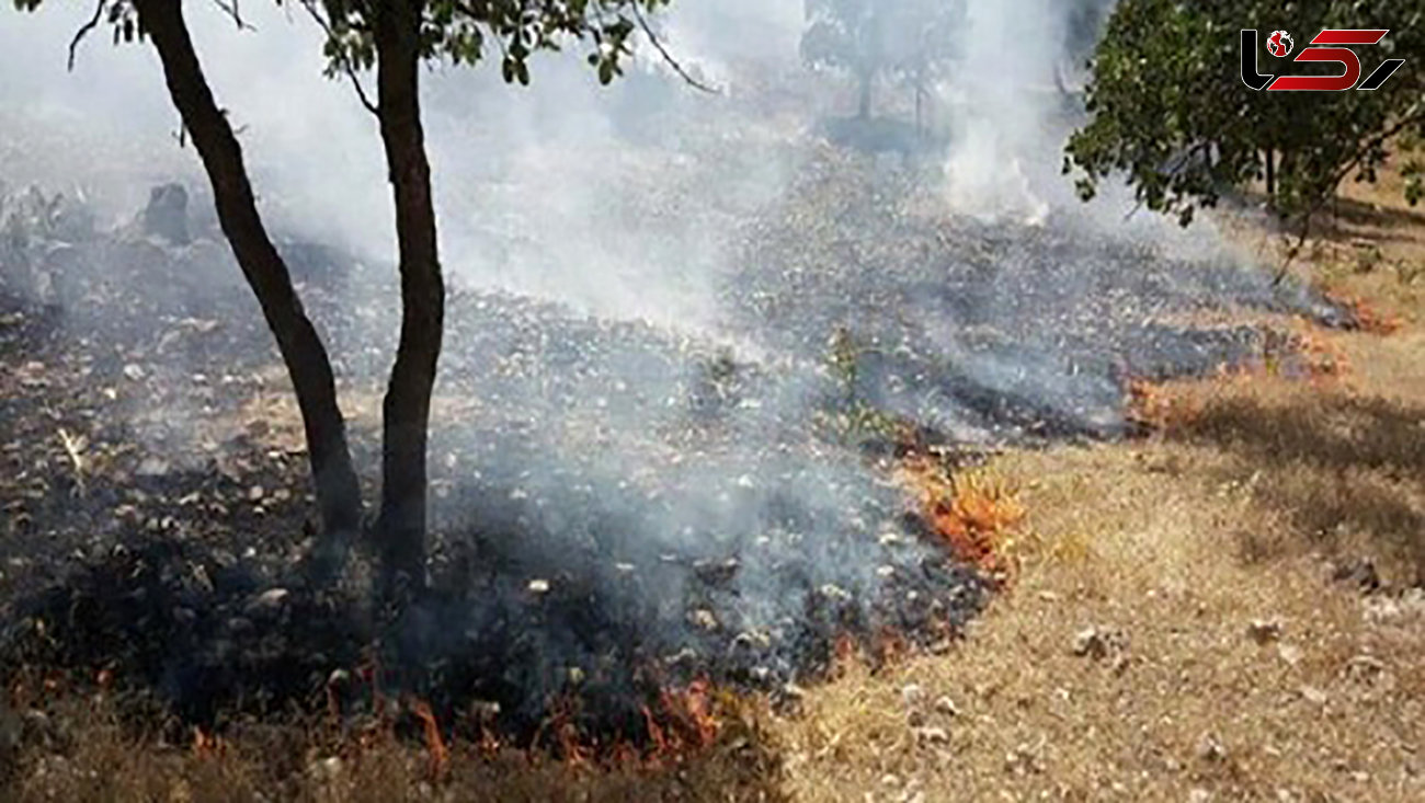  آتش سوزی در جنگل‌های پارک ملی دنا