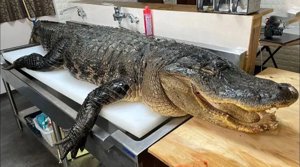 فیلم/برش زدن تمساح پرورشی 120 کیلوگرمی به طول 1.8 متر توسط استاد ژاپنی