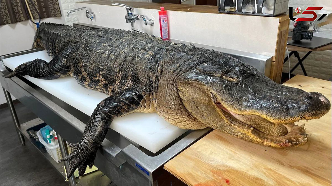 فیلم/برش زدن تمساح پرورشی 120 کیلوگرمی به طول 1.8 متر توسط استاد ژاپنی