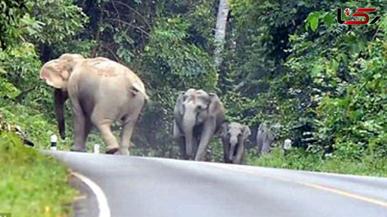 فیلم حمله گله فیل ها به مرد موتور سوار در دل جنگل