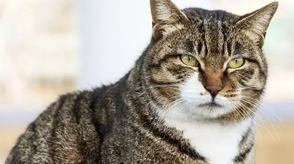 گربه ای که در اراک بیمارستان را به هم ریخت / همه جیغ می کشیدند 