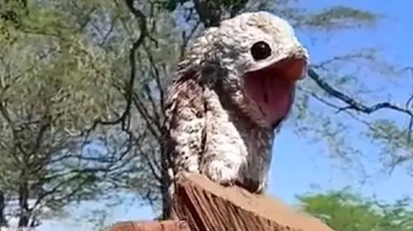 پیدا شدن موجودی که با صندوق پست اشتباه گرفته شد+عکس