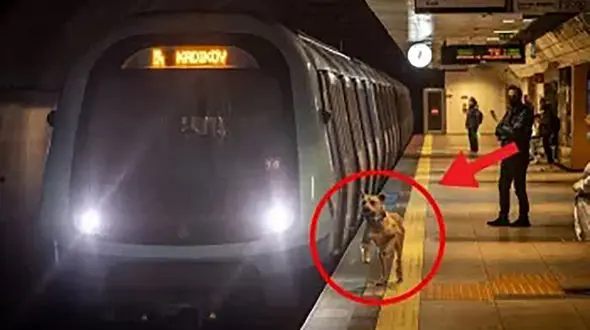 این سگ هر روز سوار مترو می شد/ شخصی او را دنبال کرد، و متوجه موضوع دردناکی شد و به پلیس زنگ زد ...