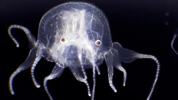 فیلم کشف ژله ماهی با ۲۴ چشم شگفت انگیز