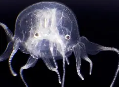 فیلم کشف ژله ماهی با ۲۴ چشم شگفت انگیز