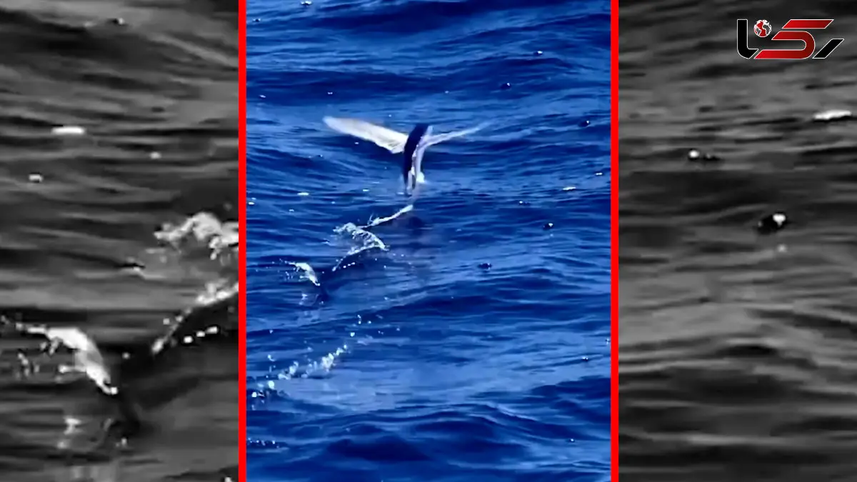 فیلم توانایی خاص ماهی پرنده در حرکت روی آب