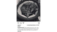 مرگ گربه هانیه توسلی و واکنش احساسی این بازیگر + عکس