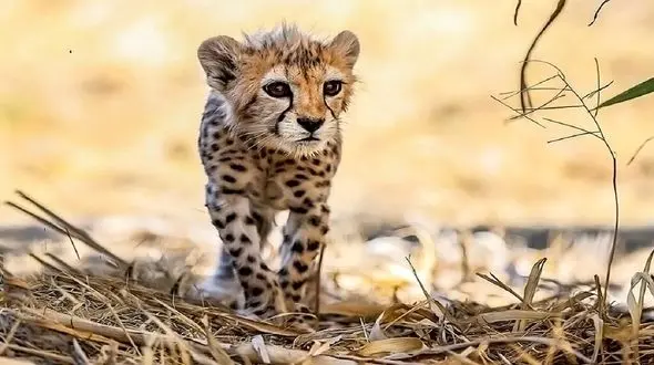 آخرین خبرها از "پیروز" / وزن توله یوزپلنگ ایرانی به 6.5 کیلوگرم رسید 