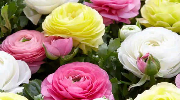 فال ابجد امروز / 11 آبان ماه + فیلم 