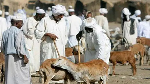  گوسفند ترامپ هم به بازار رسید! + عکس 