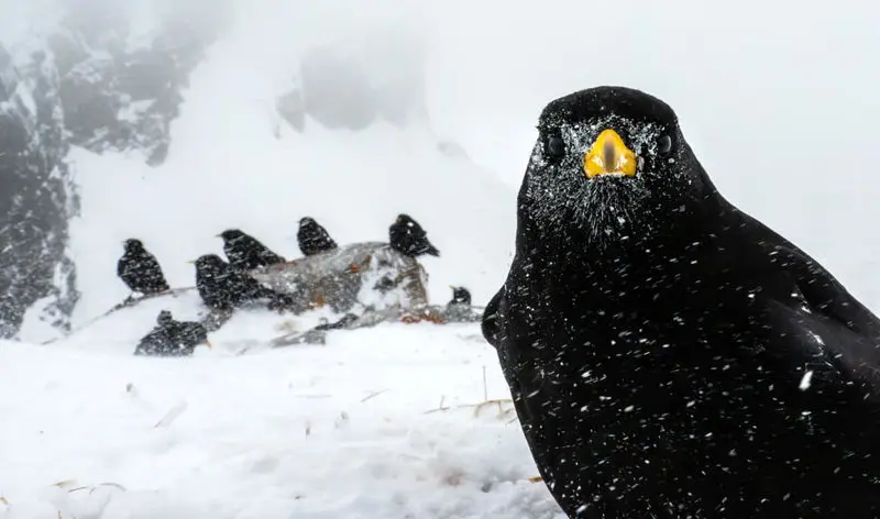 کلاغ‌های آلپی