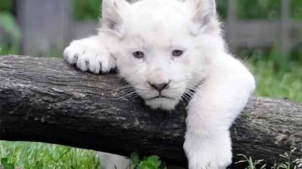 تراکنش 200 میلیاردی شبکه خرید و فروش حیات وحش در کشور/ روی پرده باغ وحش، پشت پرده قاچاق