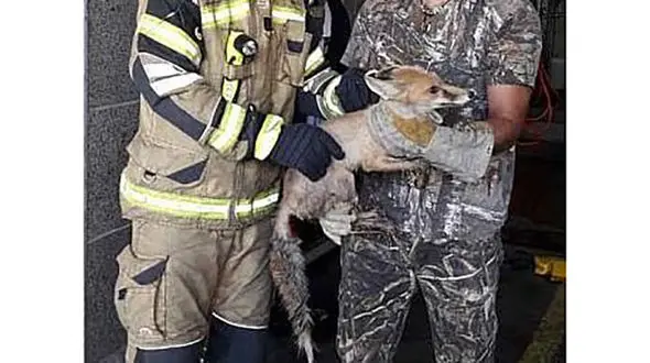 این روباه خوشگل خانواده بالاشهری تهران را ترساند! + عکس
