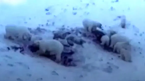  هجوم ۵۶ خرس به یک روستا / اعلان قرمز در روستا + فیلم / روسیه