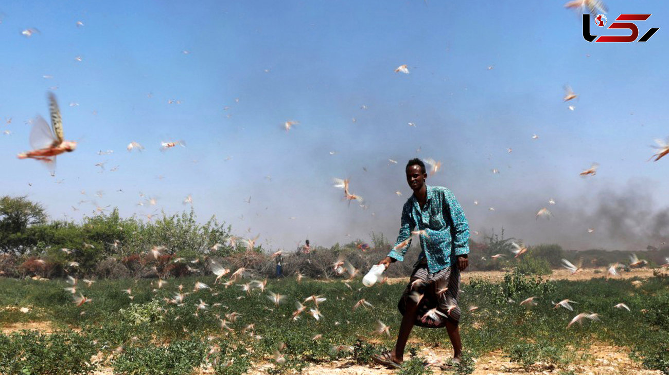 ملخ ها به مزارع کنیا هجوم بردند