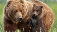 جریمه ۷۵ میلیون تومانی برای شکار خرس قهوه‌ای