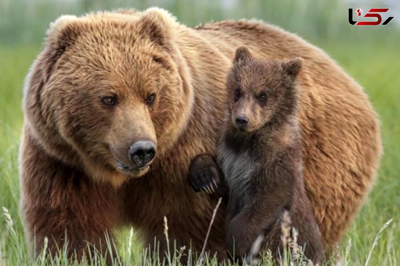 هجوم خرس‌ها به روستایی در روسیه