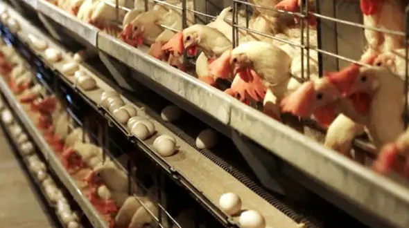  مشکلات بیخ گوش صنعت مرغداری خمین