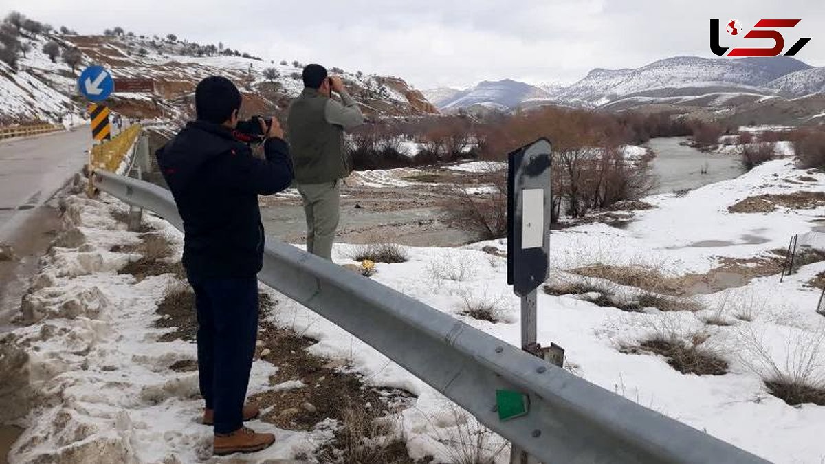 شمارش زمستانی پرندگان مهاجر در کهگیلویه و بویراحمد آغاز شد