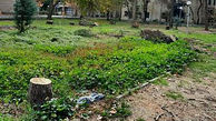 جزییات ماجرای قطع درخت در دانشگاه تهران