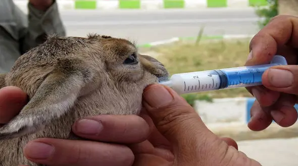 عکس / نجات جان نوزاد آهو توسط کارکنان پتروشیمی خارک