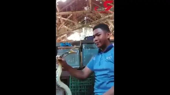 گاز گرفتن سر پسر جوان بعد از آزارهای شدید مار عصبانی+ فیلم