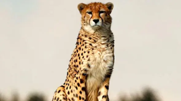 از حمله عقاب به غاز تا غذا دادن به نهنگ