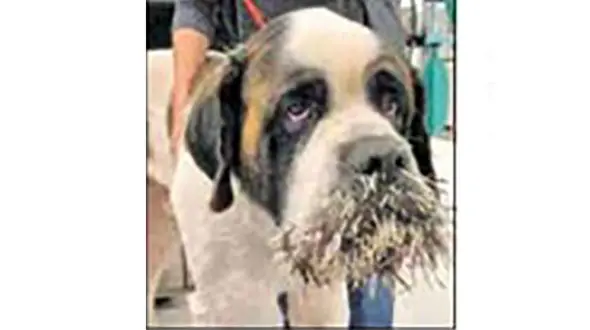 بازی خطرناک سگ با جوجه تیغی