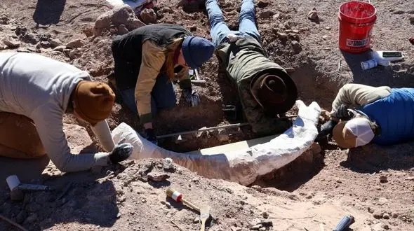 شکارچی محلی به فسیل ماموت برخورد کرد / تصورش فقط یک کنده درخت بود!